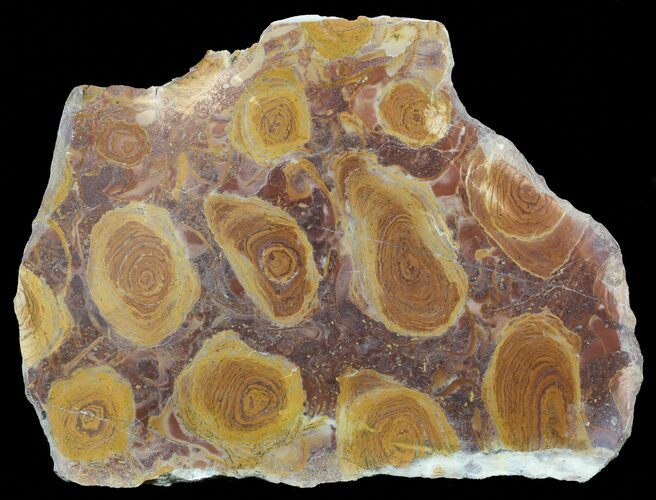 Polished Stromatolite From Russia - Million Years #57683